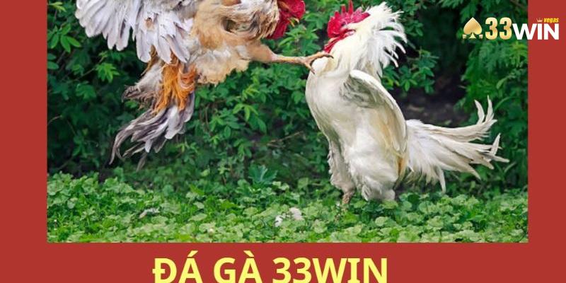 3 bước đơn giản giúp bạn trải nghiệm sảnh đá gà
