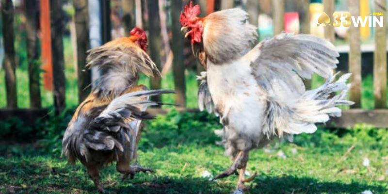 Đá gà tre lôi cuốn nhiều khán giả tham gia