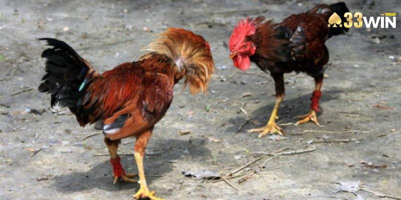 Số lượng trận đấu mỗi ngày cực lớn, tất cả đều đảm bảo chất lượng