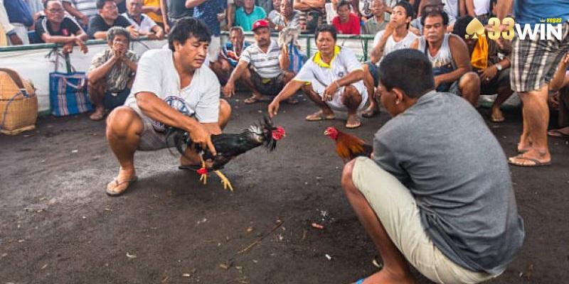 Hội viên đánh giá rất tích cực về sảnh đá gà nhà cái 33win