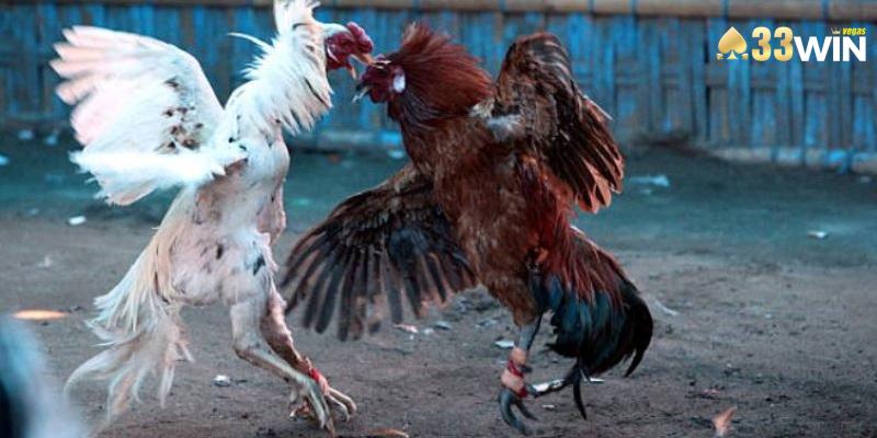 Quy định về thắng thua trong các trận chiến của những thần kê