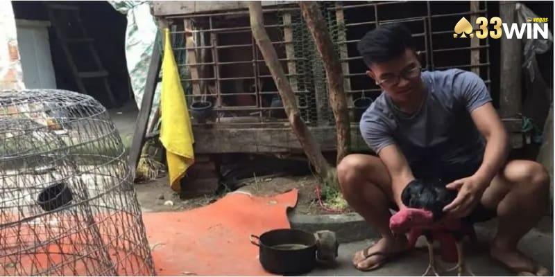 Om gà chọi giúp chiến kê có sức khỏe chiến đấu tốt