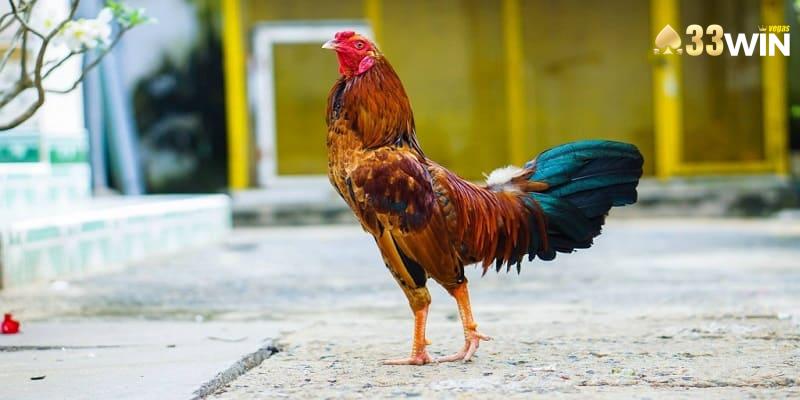 Gà mới đá không nên om với nước nghệ quá đặc