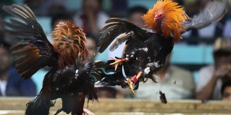 Nhiều giải đấu đá gà U888 tạo nên tính hấp dẫn khi đặt cược
