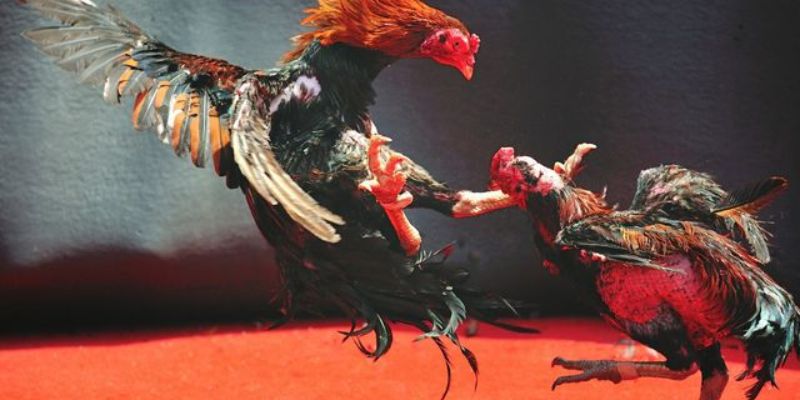 Chúng tôi sẽ hỗ trợ bạn tốt nhất khi tham gia đá gà U888