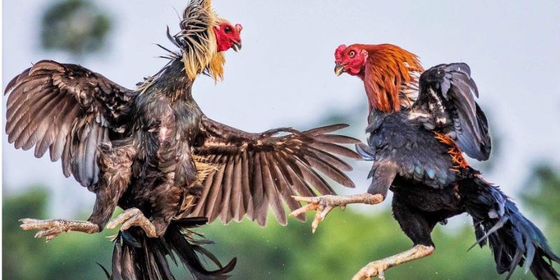 Người tham gia giải trí hấp dẫn với đá gà U888